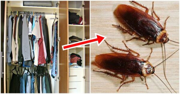 Cách ngăn gián vào tủ quần áo hiệu quả, đơn giản tại nhà